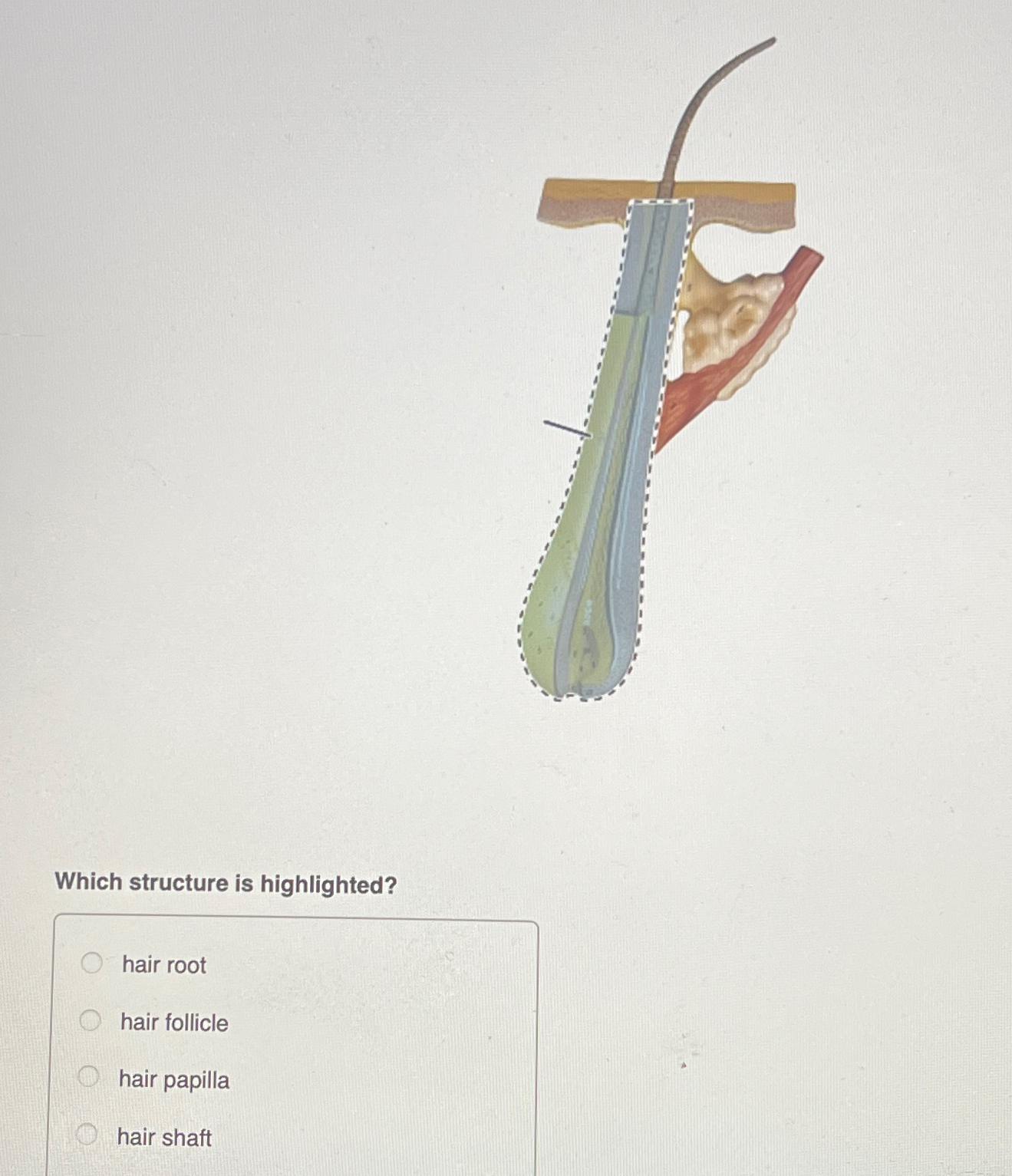 Solved Which structure is highlighted?hair roothair | Chegg.com