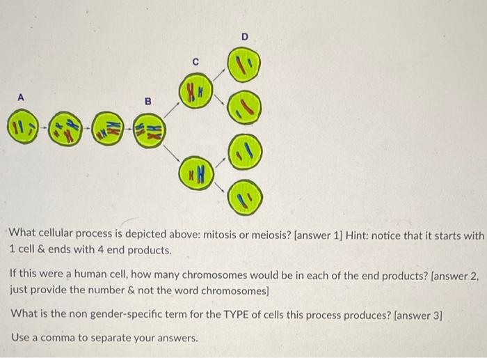 What cellular process is depicted above: mitosis or | Chegg.com