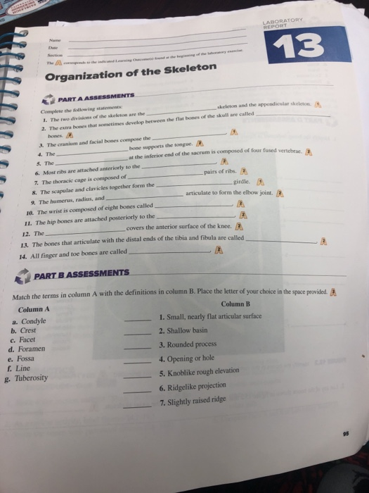 Laboratory 13 Anization Of The Skeleton E Part A Chegg 
