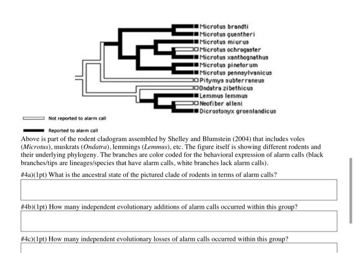 Microtus brandti Microtus guentheri Microtus miurus