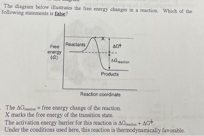 Solved The diagram below illustrates the free energy changes | Chegg.com