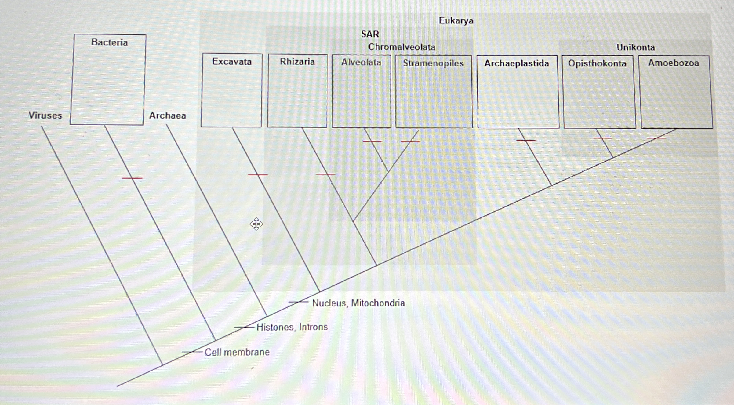 Solved fill in the character traits on the cladogram | Chegg.com