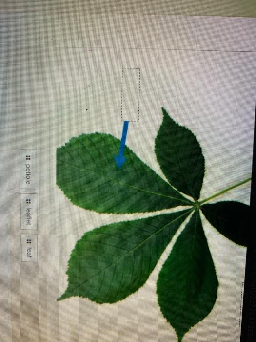 Solved Label this pinnately compound leaf. # petiole 1: | Chegg.com