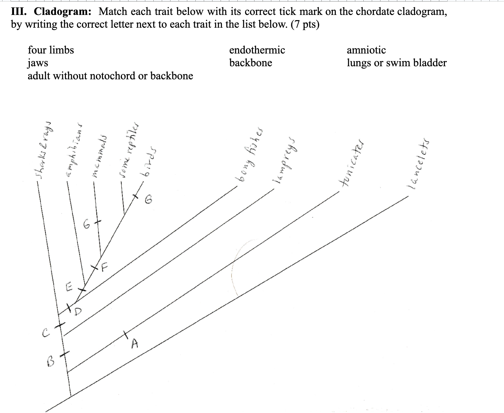 Solved III. Cladogram: Match Each Trait Below With Its | Chegg.com