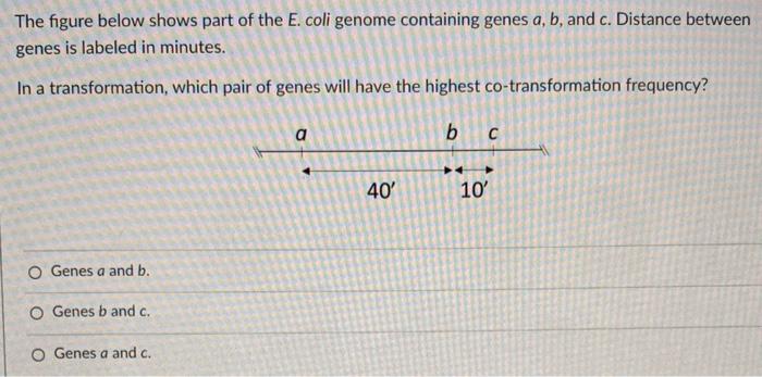 Solved The Figure Below Shows Part Of The E. Coli Genome | Chegg.com