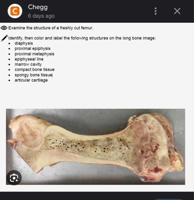 Solved Examine The Structure Of A Freshly Cut Femur Chegg Com