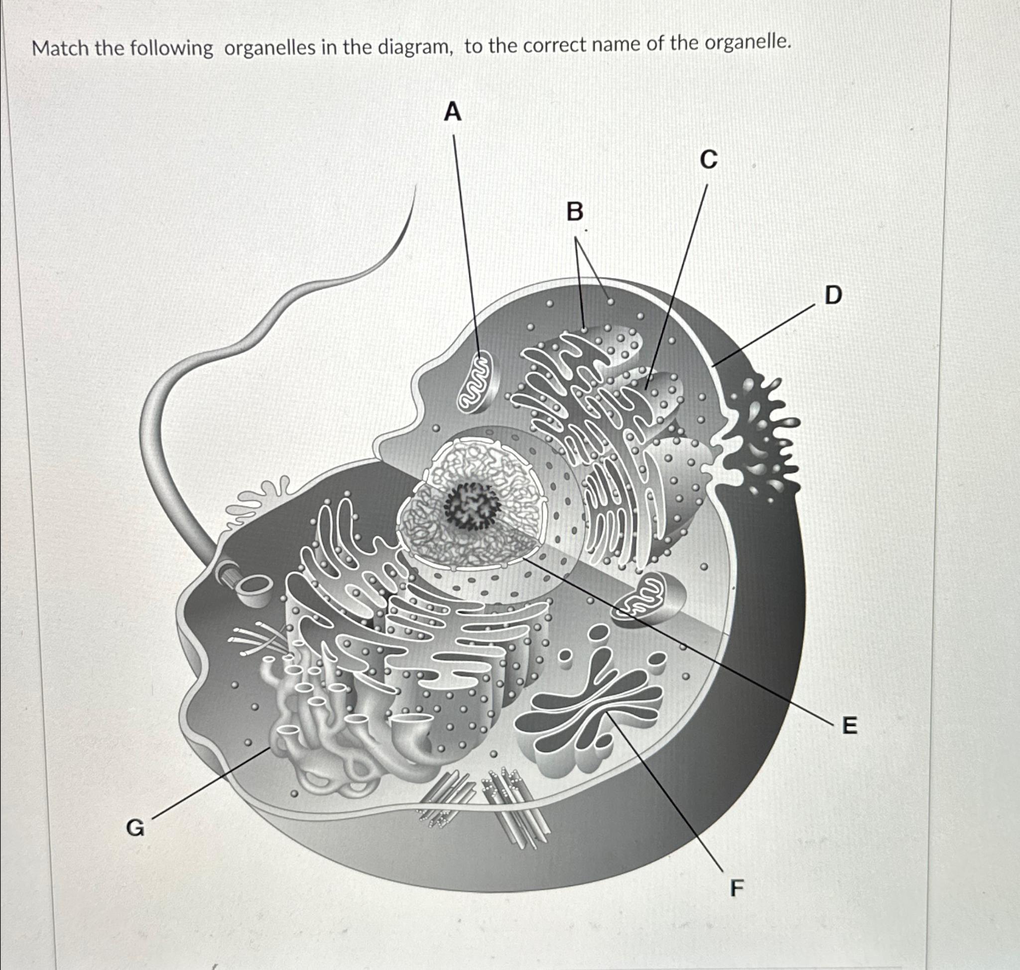 Solved Match the following organelles in the diagram, to the | Chegg.com