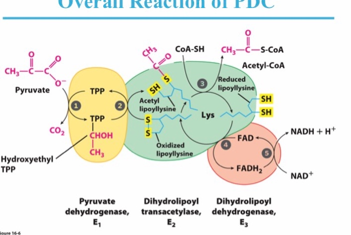 Solved Show the compelte mechanism of A-Ketoglutarate | Chegg.com