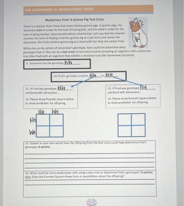 Solved Lab Assignmnet Monohybrid Cross Monohybrid Crosses Chegg Com