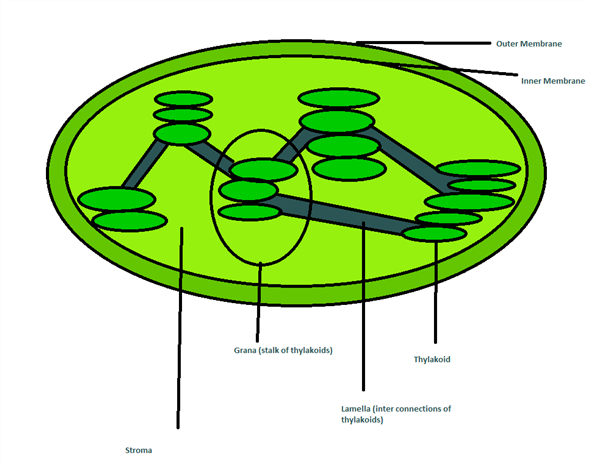 26-label-the-internal-parts-of-the-chloroplast-labels-2021
