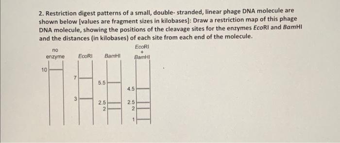 Solved 2. Restriction digest patterns of a small, double- | Chegg.com