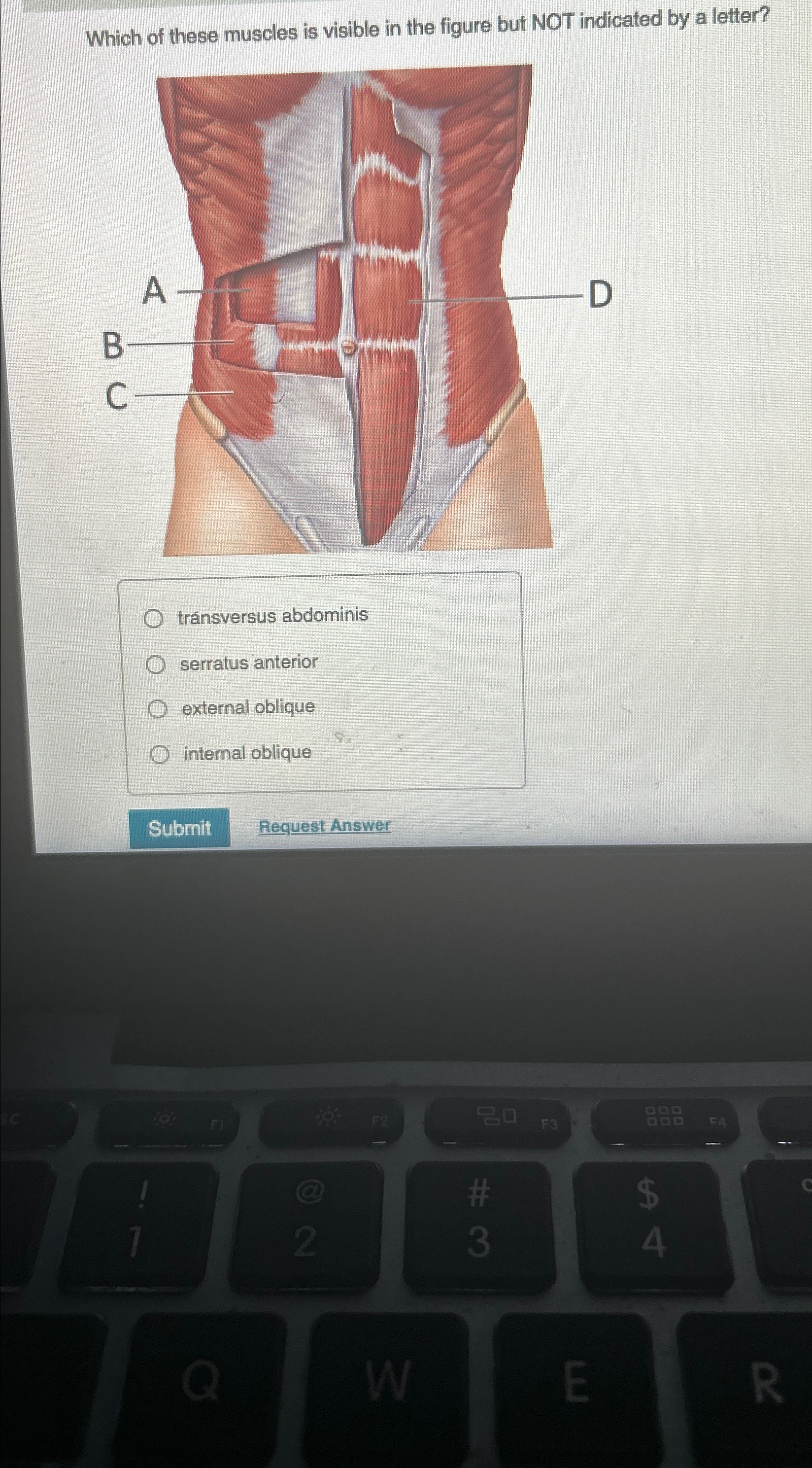 Solved Which of these muscles is visible in the figure but | Chegg.com