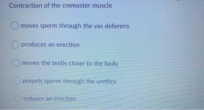 Contraction of the cremaster muscle moves sperm through the vas deferens produces an erection moves the testis closer to the