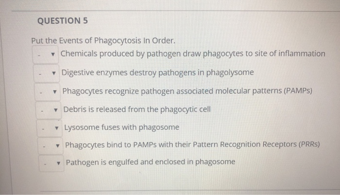 solved-question-5-put-the-events-of-phagocytosis-in-order-chegg