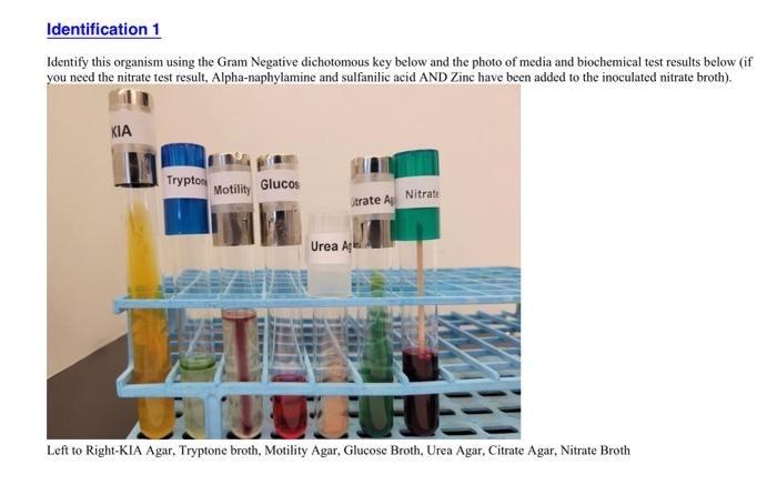Solved Gram Negative Bacilli Dichotomous Key Identify | Chegg.com