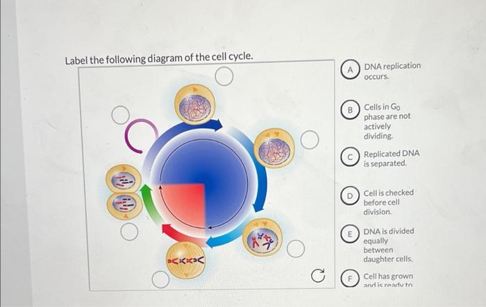 cell cycle diagram