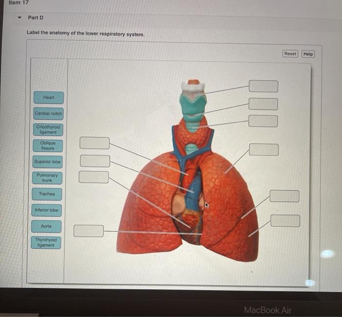 Solved Item 17 Part D Label the anatomy of the lower | Chegg.com