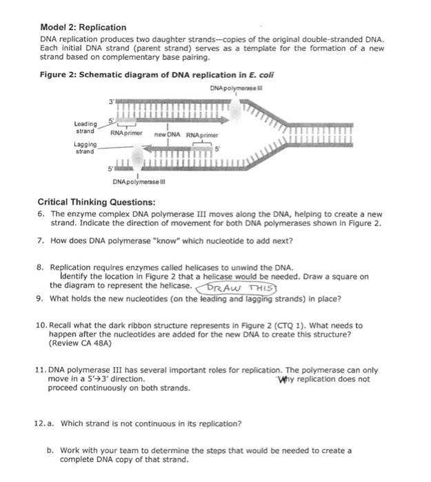 Solved Model 2: Replication DNA replication produces two | Chegg.com