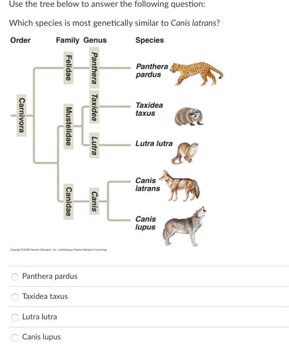 Panthera family tree hotsell