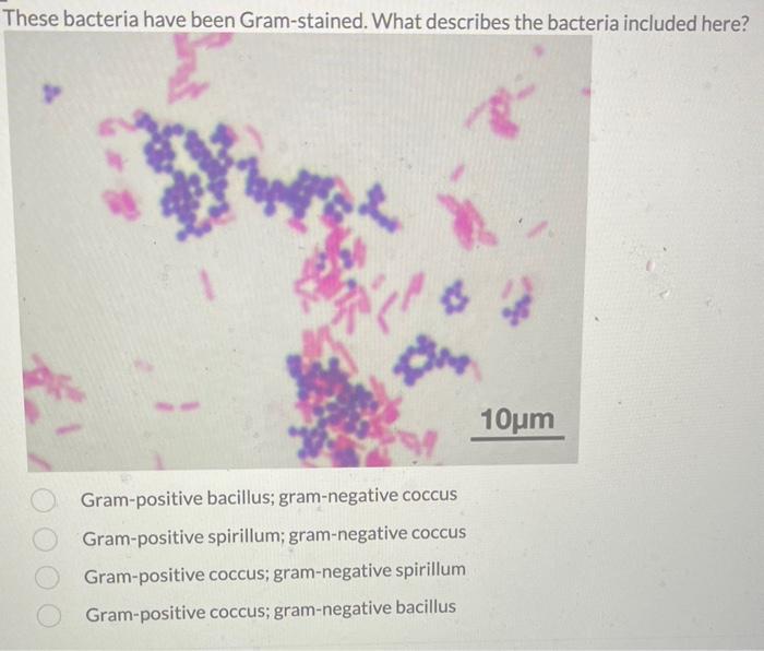 Solved These bacteria have been Gramstained. What describes