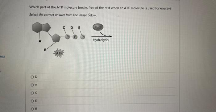 Solved Which Part Of The ATP Molecule Breaks Free Of The | Chegg.com