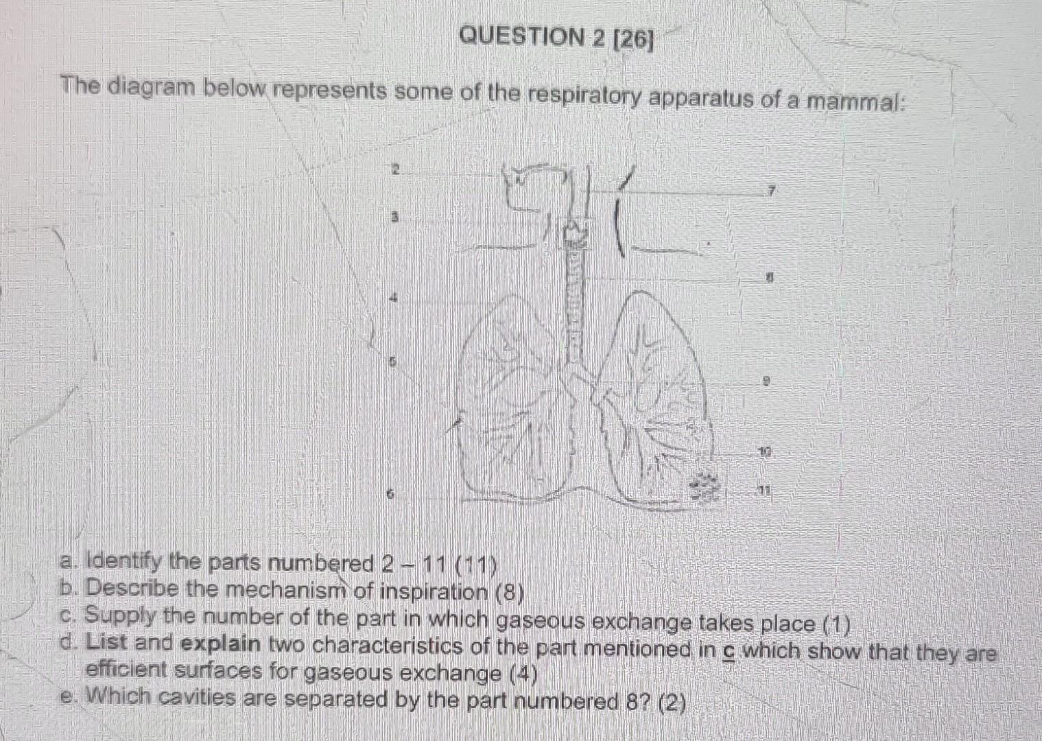 Solved The diagram below represents some of the respiratory | Chegg.com