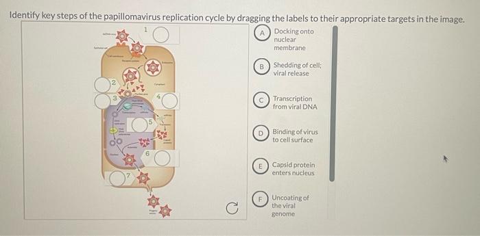 Identify key steps of the papillomavirus replication cycle by dragging the labels to their appropriate targets in the image.
