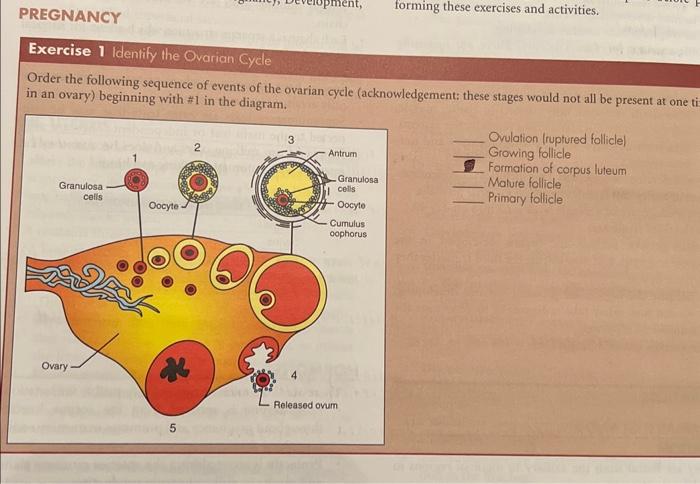 What Do You Call The Sequence Of Events In The Life Of A Eukaryotic Cell