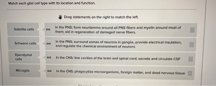 Solved Match each glial cell type with its location and | Chegg.com