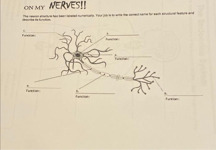 Solved The neuron structure has been fabeled numerically. | Chegg.com