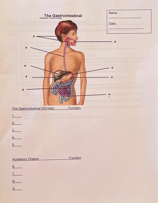Solved The 1. 2. 3 4. 5. Accessory Organs Function 6. 7. 8.