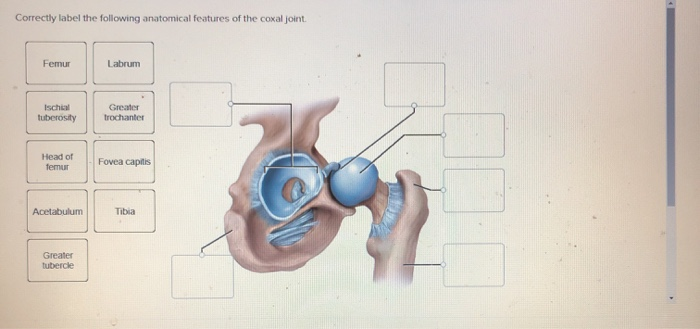 Solved Correctly label the following anatomical features of | Chegg.com
