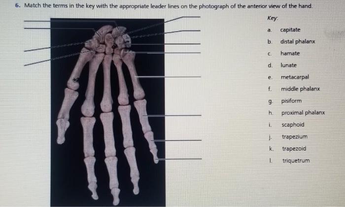 Image titled Anterior_angle_of_the_hand 7