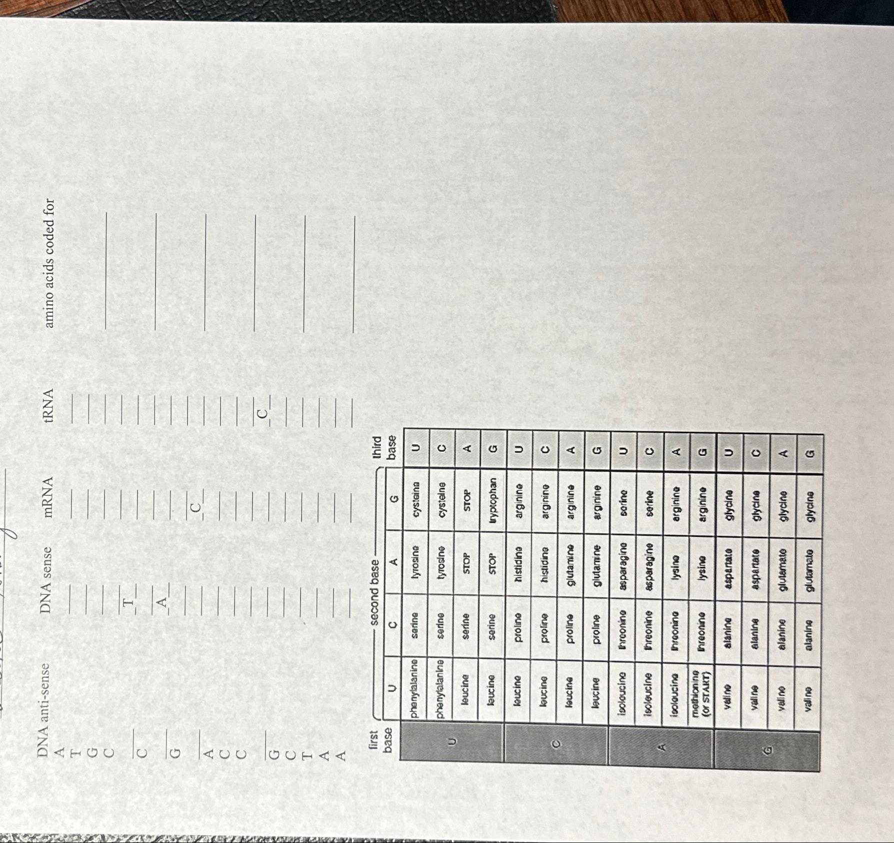 Protein Synthesis | Chegg.com