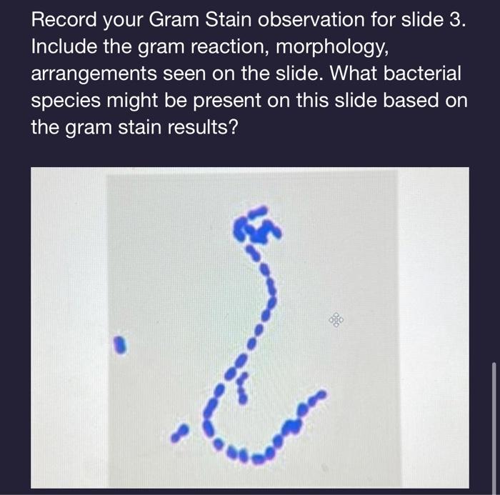 Solved Record your Gram Stain observation for slide 3. | Chegg.com