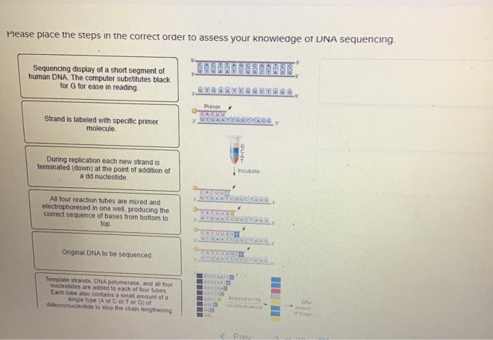 solved-please-place-the-steps-in-the-correct-order-to-assess-chegg