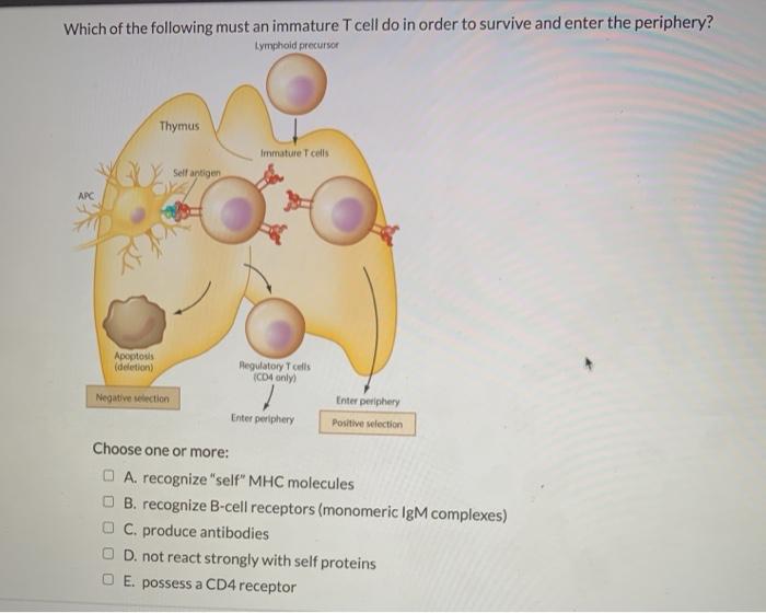 Solved Which of the following must an immature T cell do in | Chegg.com