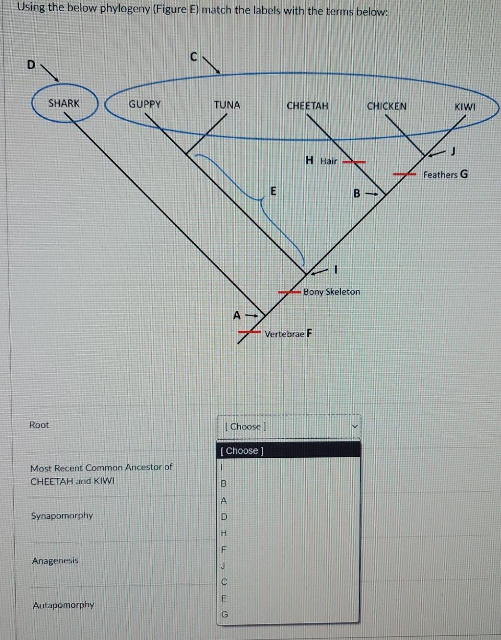 Solved Using The Below Phylogeny (Figure E) Match The Labels | Chegg.com