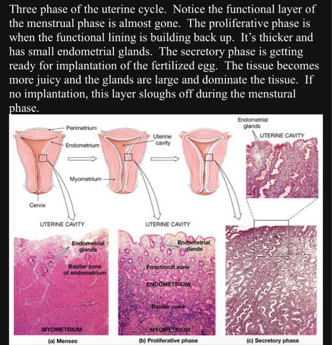 uterine wall layers