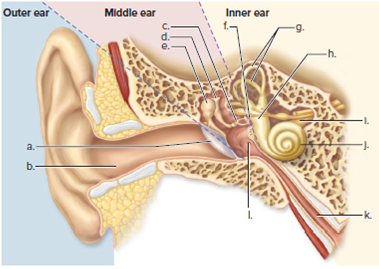 Solved: Label this diagram of a human ear. | Chegg.com