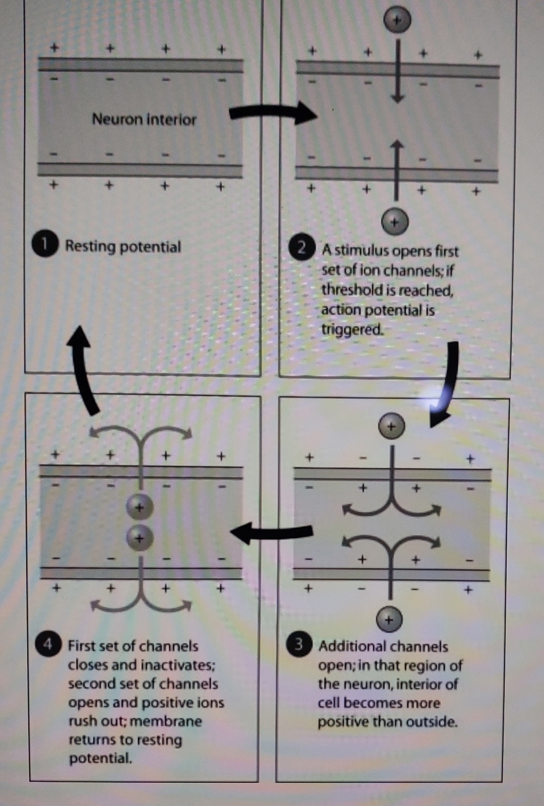 Solved Neuron interiorResting potentialFirst set of | Chegg.com