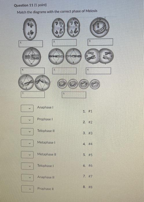 Solved Match the diagrams with the correct phase of Meiosis | Chegg.com