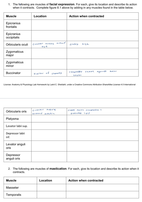 Solved 1. The following are muscles of facial expression. | Chegg.com