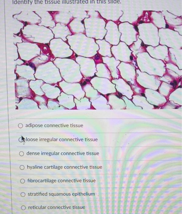 adipose connective tissue slide