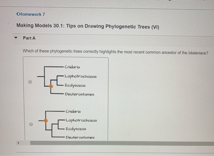 Solved: Which Of These Phylogenetic Trees Correctly Highli... | Chegg.com