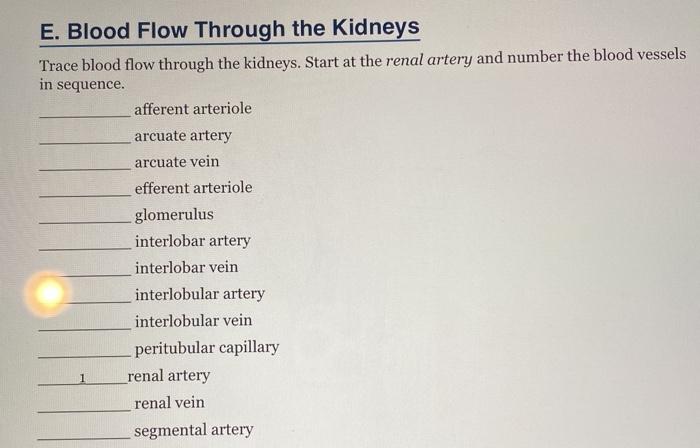 Solved E. Blood Flow Through the Kidneys Trace blood flow | Chegg.com