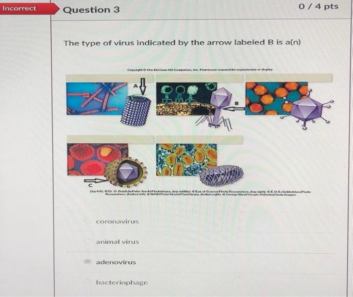 Solved Incorrect 0 / 4 pts Question 3 The type of virus | Chegg.com