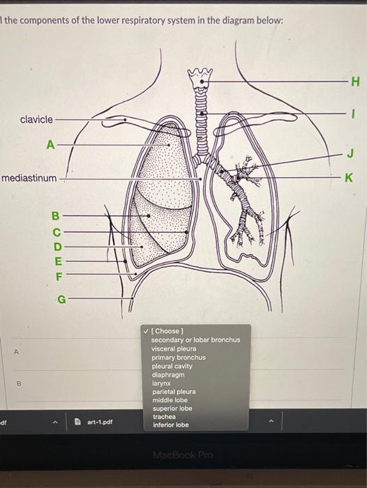 Lower Respiratory System