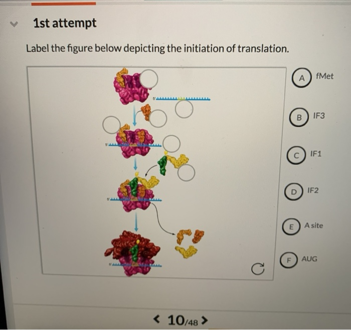 1st Attempt Label The Figure Below Depicting The Chegg Com