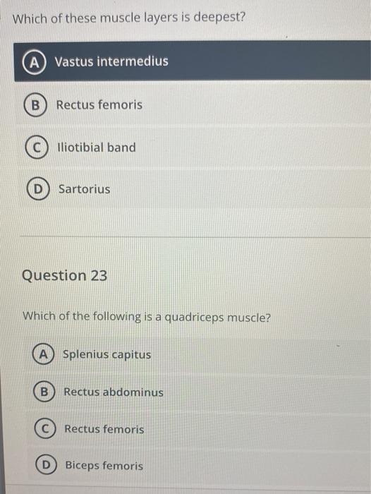 Solved Which Of These Muscle Layers Is Deepest A Vastus Chegg